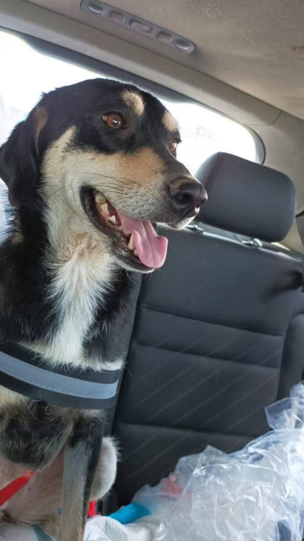 🚨🚨 MUSA - urgente rischio il canile !🚨🚨 Foto 7